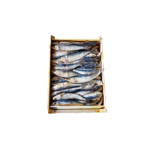 SARD. SALG. ROCHA CX.10KG. REF-28